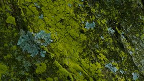 Close up of lichen and moss  growing on bark of a tree trunk in the autumn. slow pan down. - Powered by Shutterstock - Get 15% off with code: PIKWIZARD15