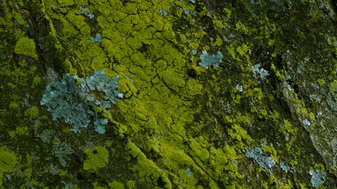 Close up of lichen and moss  growing on bark of a tree trunk in the autumn. slow pan down.