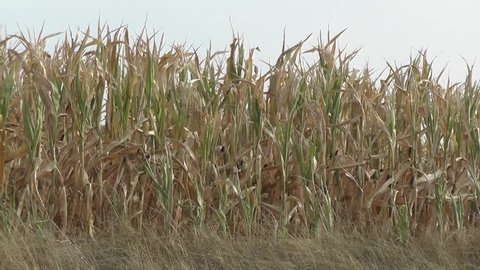 Drought year 2018 in Germany, withered corn field