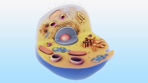 3d visualization of an 3d human cell with the name of each of it's element appearing during the animation