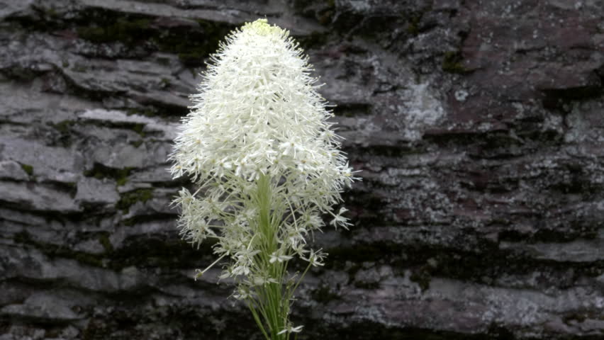a bear grass flower beside a rock wall at glacier national park in montana, usa