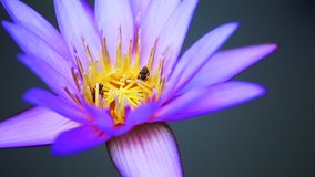 HD Beautiful Purple Lotus Flower with honey bee. Close focus with bee collecting honey from the pistil , green leaf in in pond, deep blue water surface