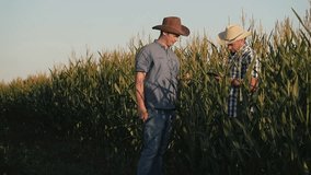 Two farmers in a corn field check the quality of corn plants. Video at sunset