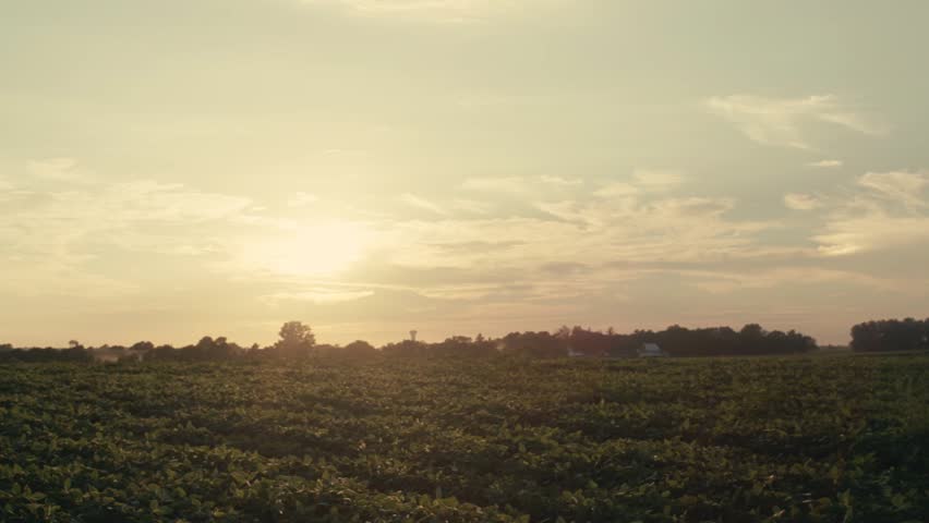 Soybean field in the Midwest United States.