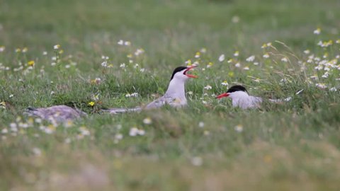 arctic terns talking to each other