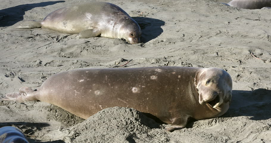 Northern Elephant Seals (Mirounga angustirostris) basking & relaxing in San Simeon, California. Big sleepy female takes a long yawn & lays down in sand. Note old Cookie Cutter Shark scars on body.