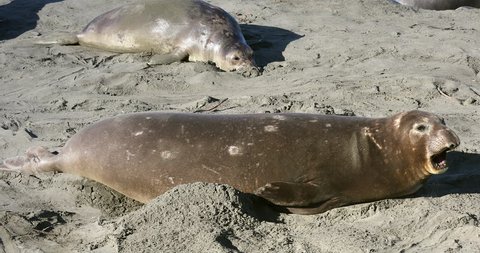 Northern Elephant Seals (Mirounga angustirostris) basking & relaxing in San Simeon, California. Big sleepy female takes a long yawn & lays down in sand. Note old Cookie Cutter Shark scars on body.