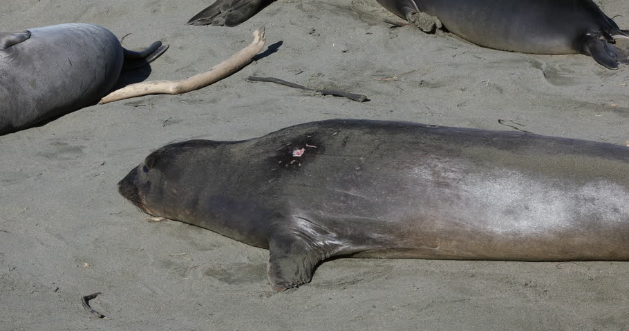 Northern Elephant Seals (Mirounga angustirostris) basking & relaxing in San Simeon, California in March. Note fresh Cookie Cutter Shark wound on shoulder of seal. Mostly females & young this time year