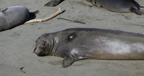 Northern Elephant Seals (Mirounga angustirostris) basking & relaxing in San Simeon, California in March. Note fresh Cookie Cutter Shark wound on shoulder of seal. Mostly females & young this time year