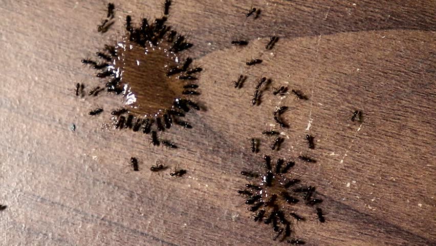 A group of black ants is eating juice's drops on wooden table. Royalty-Free Stock Footage #1015937422