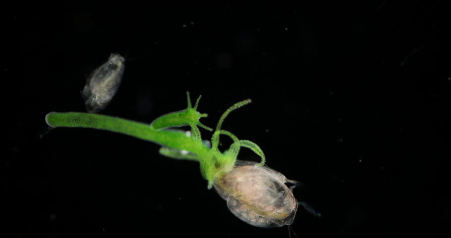 Hydra Eating Water Fleas Daphnia Stock Footage Video 100 Royalty Free 1015943896 Shutterstock