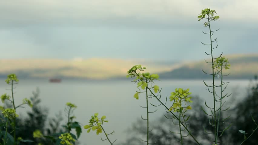 The Sea of Galilee, also Kinneret or Kinnereth, Lake of Gennesaret, or Lake Tiberias, is a freshwater lake in Israel. It is approximately 53 km in circumference, about 21 km long, and 13 km wide.