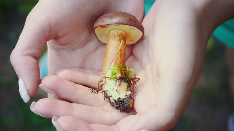Forest mushrooms searching and picking activity. Little boletus in woman hands. Close up freshly picked mushroom with brown cap. Natural vegetarian food ingredient from woodland. Wild foraged mushroom