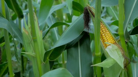 Corn On The Cob On The Field.