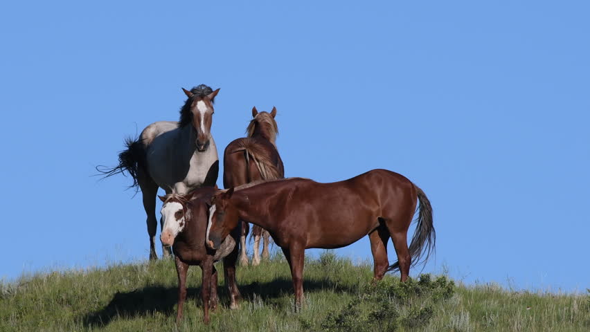 Small Herd of Horses Against Blue Sky on Top of Grassy Hill