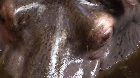 Detail of the head of a hippopotamus, wildlife in the zoo