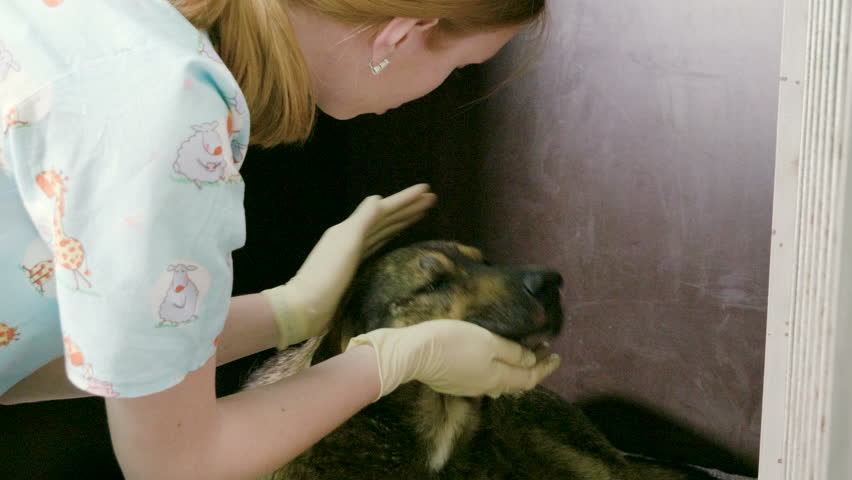 Domestic animals. Stray dog licking hands of the vet in a veterinary clinic. 4K