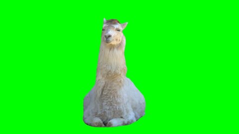 4K Llama Green Screen Sitting and Looking Around UHD Chroma Key South American Animal Blue Screen Ready to Cut Out and Breaths and Moves