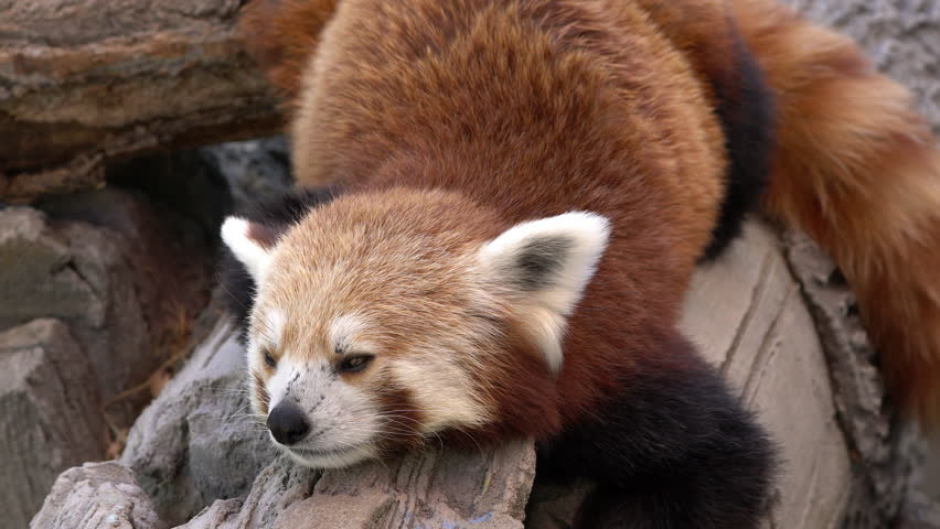 Red Panda napping on log as it lounges across the branch.