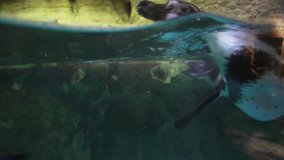 Banded penguin in an artificial open-air cage with a swimming pool stock footage video