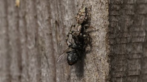 A small Fence-Post Jumping Spider (Marpissa muscosa) perching on a wooden fence post eating a fly it has just caught.