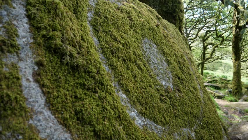 Slowmotion shot of a symbolistic circular pattern of moss on a rock in the heart of Wistmans wood, Dartmoor, Devon