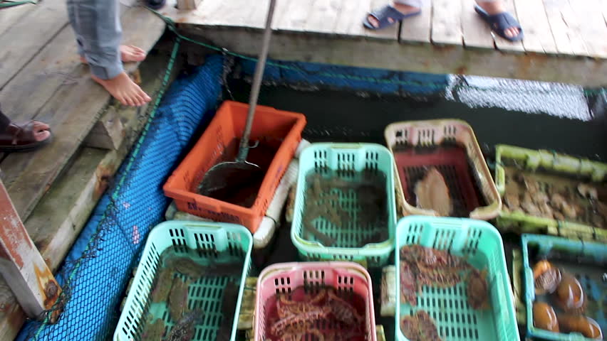 Baskets of fresh caught seafood floating in the hull of a boat.