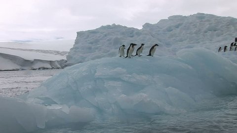 Adelie Penguins sitting on an Antarctic Iceberg in Hope Bay
