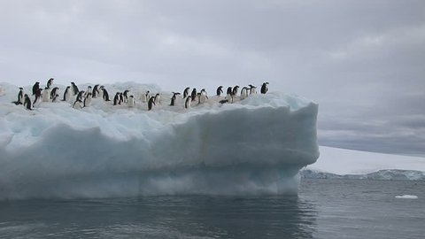 Mass group of Adelie Penguins sitting on an Antarctic Iceberg in Hope Bay
