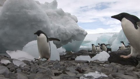 Low angle shot of Adelie Penguins running between beached icebergs

