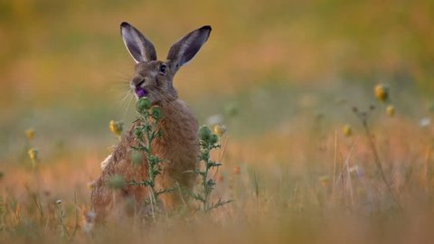 European hare (Lepus europaeus) gnawing on plumeless thistle