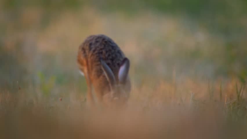European hare (Lepus europaeus) in early morning Royalty-Free Stock Footage #1015977862