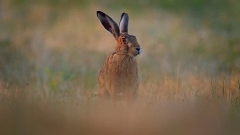European hare (Lepus europaeus) in early morning