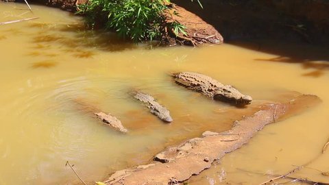 Crocodiles emerging from water. Found in Lemur park in Madagascar, Nosy Be.