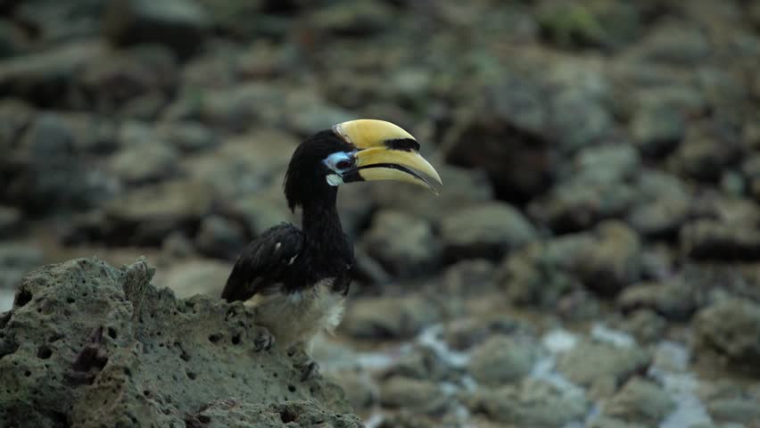 An oriental pied hornbill scouring for food at low tide.