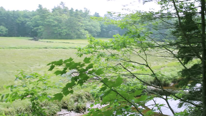A marsh in Maine with trees hanging over a river.