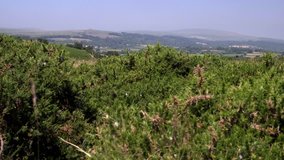 Camera slides over bracken bushes to reveal English countryside on Eastern Dartmoor during the hot summer of 2018