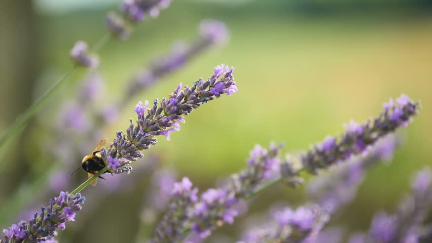 Bumble Bee caught on lavender whilst trying to fly away - Slow Motion