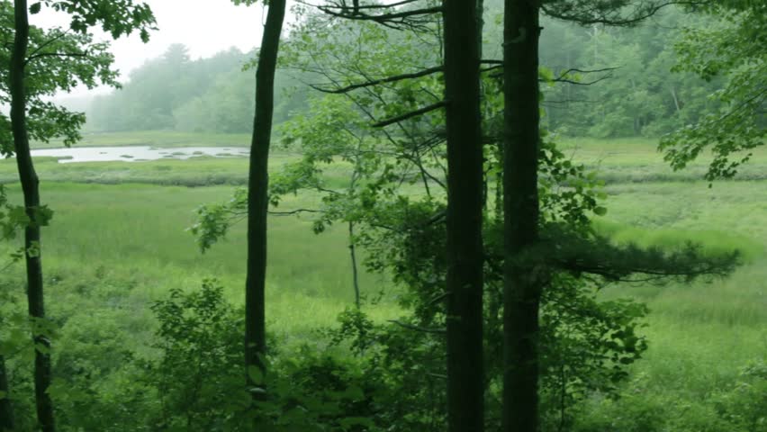 A marsh in Southern Maine