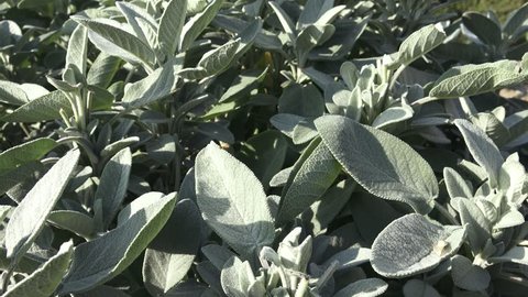Common sage plant, aromatic herb and spice. Salvia officinalis in the garden. Spices and Herbs.(Salvia officinalis purpurescens )
