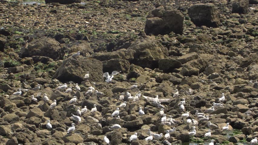 Slow Motion View of Wildlife, 스톡 동영상 비디오(100% 로열티 프리) 1015991737 | Shutterstock