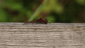 A hunting Ruddy Darter Dragonfly (Sympetrum sanguineum) perching on a wooden fence in the UK.