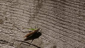 A pretty Long-winged Conehead Cricket  (Conocephalus discolor) perched on a  wooden fence in woodland in the UK.