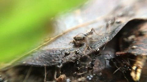 Footage black ant close up macro video clips