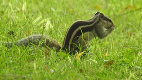 Amazing and beautiful squirrel video shot in forest eating flowers, leafs and seeds. Closeup and detailed view of the predator searching for food all around in grass. 