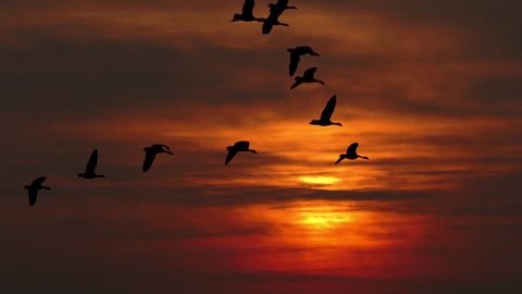 Flying flock of geese silhouetted against dramatic sunset.
