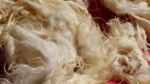 sheep wool, washed and cleaned sheep wool,sheep wool in making pillows and duvets,