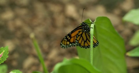 Monarch butterfly on green leaf Macro shot Close up insect 4K video