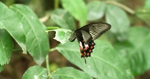 Butterfly on Green Leaf and flying away Extremely Macro shot Close up insect 4K video