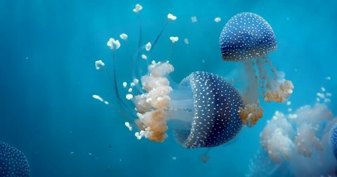 Beautiful mystic blue Spotted Lagoon Jellyfish (Mastigias papua) floating calmly and serenely in the Pacific Ocean.